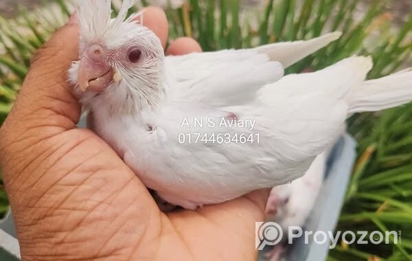 নিতে চাইলে ইনিবক্স করুন