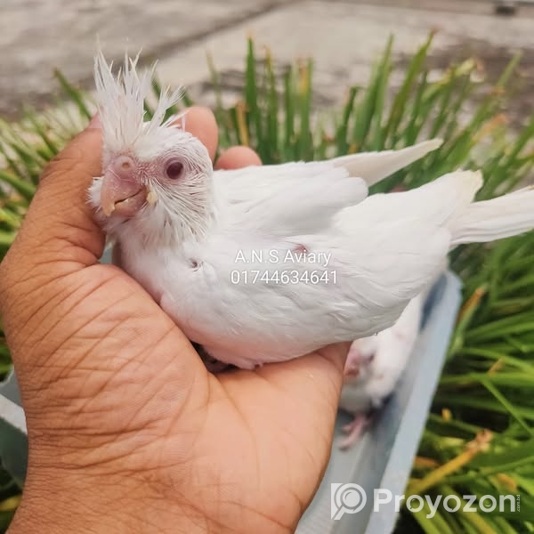 নিতে চাইলে ইনিবক্স করুন