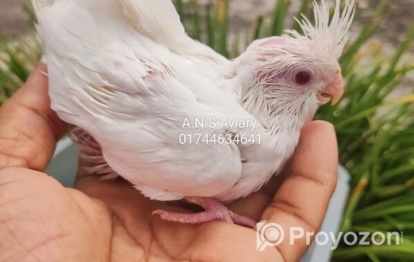 নিতে চাইলে ইনিবক্স করুন