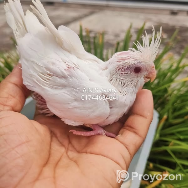 নিতে চাইলে ইনিবক্স করুন