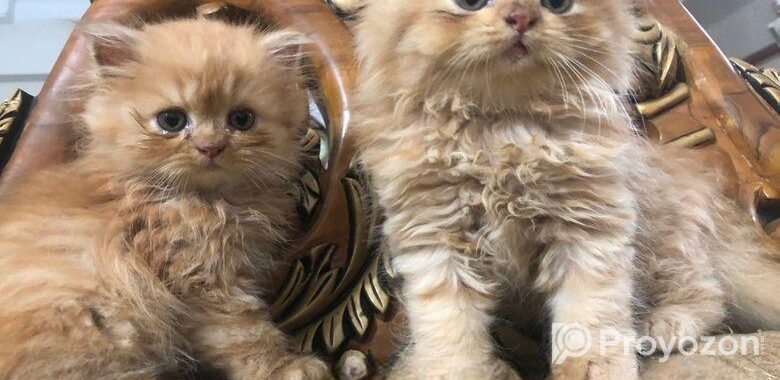 Persian Cat
