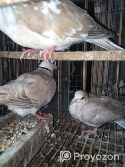 বেবি সহ রানিং জোড়া সেল হবে।