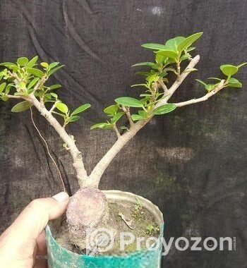 Bonsai