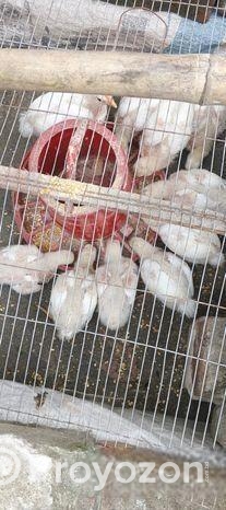 বয়লার মুরগির বাচ্চা