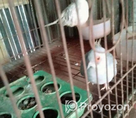 ডায়মন্ড ডাব বিক্রি