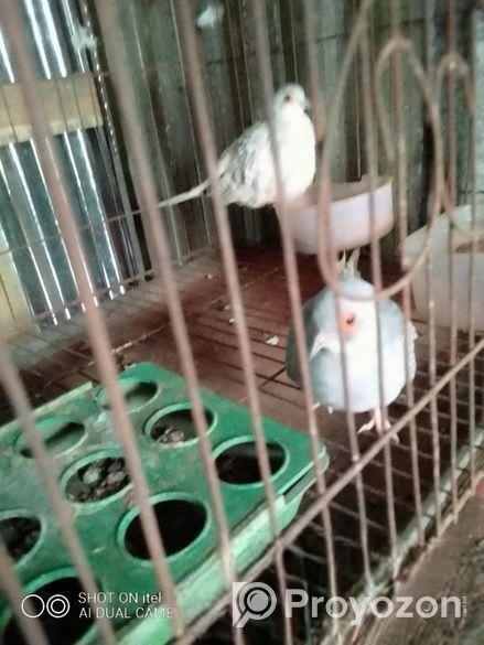 ডায়মন্ড ডাব বিক্রি