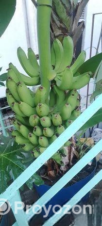 কলাগাছের চারা বিক্রি হবে