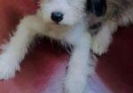 Pet (dog)