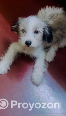Pet (dog)