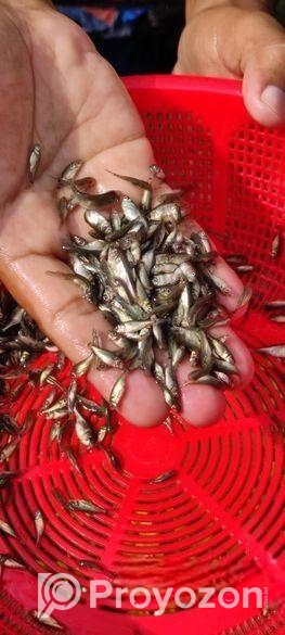 মাছের পোনা