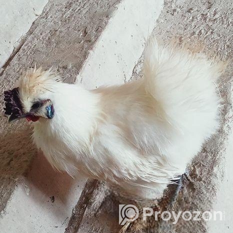 সিল্কি মোরগ ও মুরগি বিক্রি করা হবে