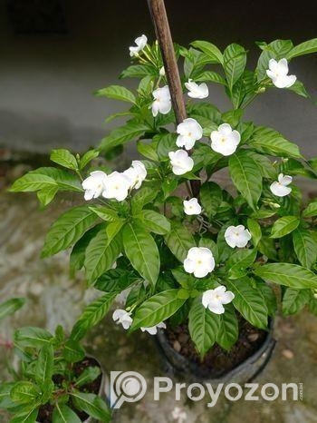 ছাগ বাগানের গাছ।