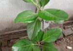 বট গাছ