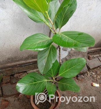 বট গাছ