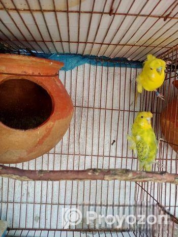 জেপি মাস্টার পেয়ার