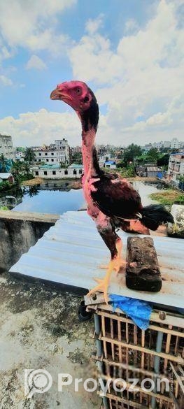 Assel Faytar Baccah Hat Bodol Hobe