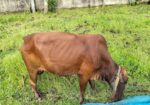 Cow 2 Pcs