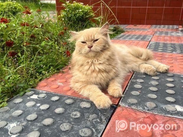 পার্শিয়ান বিড়াল