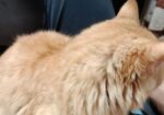 Persian cat