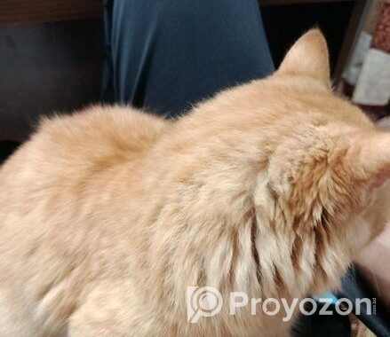 Persian cat