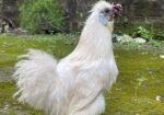 Silky Morogo