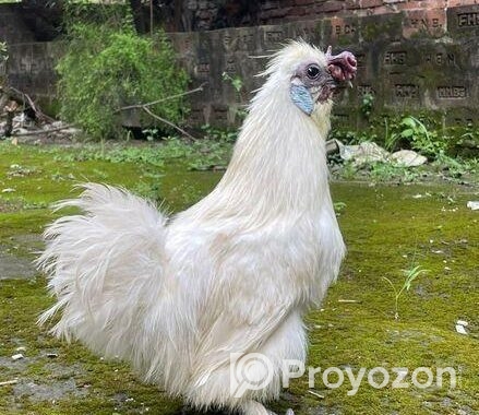 Silky Morogo