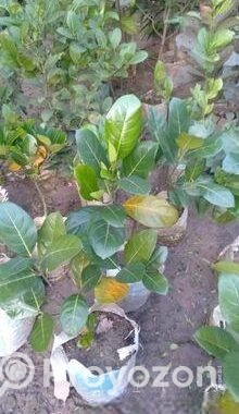 কাটিং কাঁঠাল গাছ
