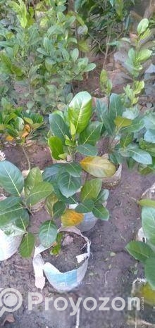 কাটিং কাঁঠাল গাছ