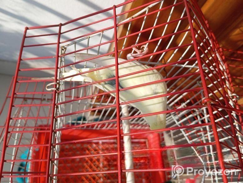 একটি অ্যাডাল্ট ফিমেল