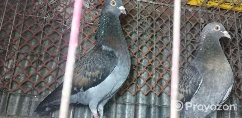 রেসার কবুতর