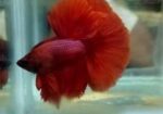 Imported Betta Fish