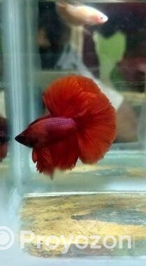 Imported Betta Fish
