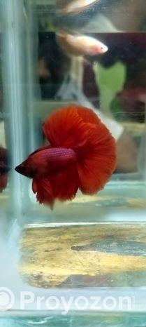 Imported Betta Fish