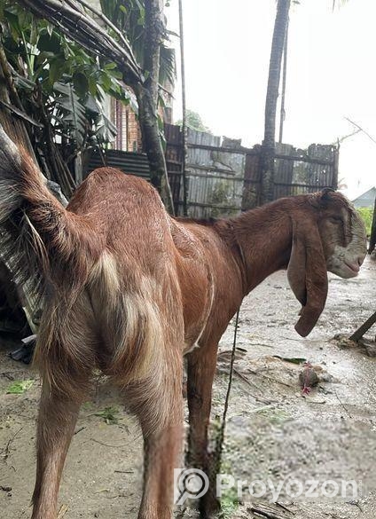 এই ছাগল টি বিক্রি করা হবে