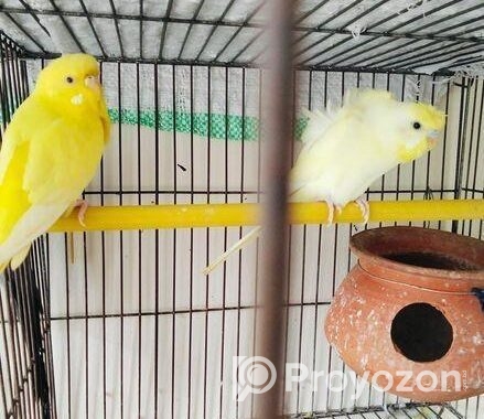 এক জোরা বাজি গার বিক্রি হবে