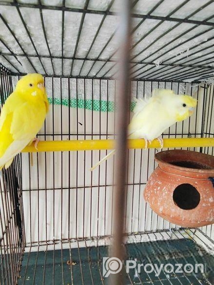 এক জোরা বাজি গার বিক্রি হবে