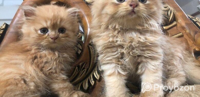 Persian Cat