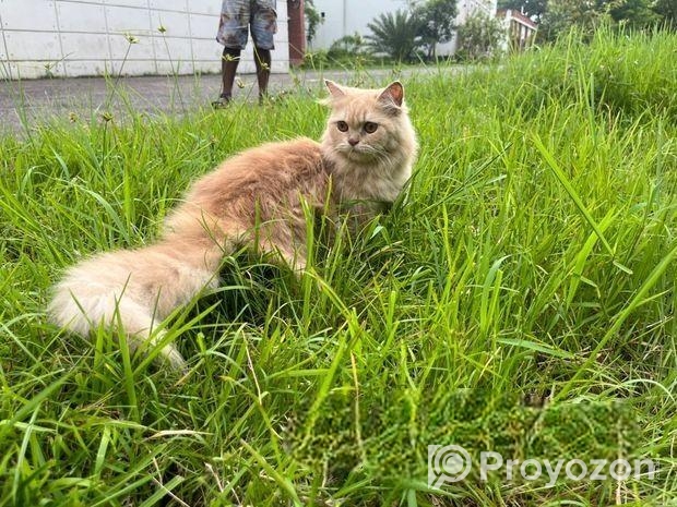 পার্শিয়ান বিড়াল