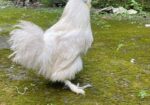 Silky Morogo