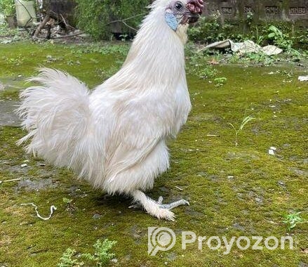 Silky Morogo