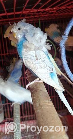 ২ পিছ জেপি ফিমেল