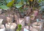 কাটিং কাঁঠাল গাছ