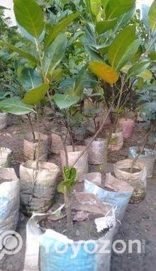 কাটিং কাঁঠাল গাছ