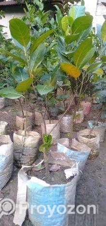 কাটিং কাঁঠাল গাছ