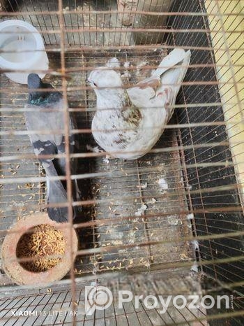 দেশি জালালি কবুতর প্রতি মাসে ডিম বাচ্চা ১০০% গ্যারান্টি