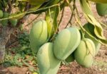 বাগান লিজ দেয়া হবে।