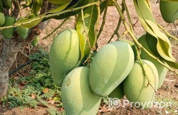 বাগান লিজ দেয়া হবে।