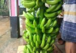 সার মুক্ত সাগর কলা