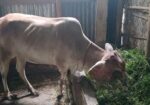 দেশী গাভী