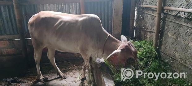 দেশী গাভী